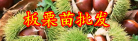 云南板栗苗多少錢一棵？什么時候種植？