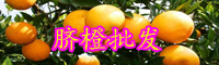 云南臍橙苗多少錢一棵？什么時候種植？