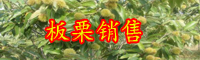 云南板栗樹苗多少錢一棵？怎么嫁接？