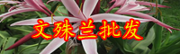 云南石蒜科文殊蘭價格一般多少錢一棵？它能擺放在家里嗎？