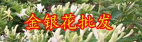 云南金銀花苗多少錢一棵？適合在哪里種植？