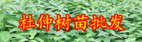 云南6-25公分的杜仲樹苗多少錢一棵？杜仲茶的功效與作用有哪些？