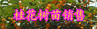 云南桂花樹(shù)什么時(shí)候開(kāi)花?多少錢(qián)一棵?