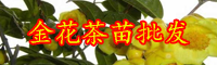云南金花茶苗多少錢一棵？金花茶怎么泡？