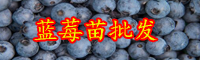 云南3年的藍莓樹苗價格是多少錢一株？