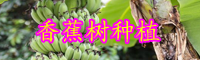 云南“草本植物”香蕉樹苗價(jià)格多少錢一棵？