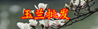 云南木蘭科紫玉蘭一般在什么季節(jié)開花？