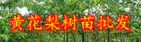 云南黃花梨樹(shù)苗多少錢一株？