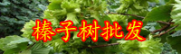 云南榛子苗多少錢一株？畝產(chǎn)效益怎么樣?