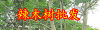云南一棵辣木價格大概多少錢？