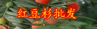 云南常綠喬木紅豆杉的養(yǎng)殖方法和注意事項有哪些？