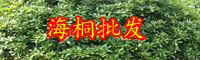 云南常綠灌木海桐一般什么時候開花？