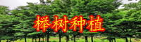 云南落葉喬木櫸樹和榆樹有啥區(qū)別？