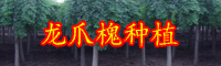 云南喬木龍爪槐小苗價(jià)格大約多少錢一棵？
