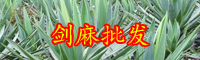 劍麻小苗_云南天門冬科劍麻小苗價(jià)格多少錢一棵？