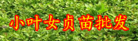云南“綠籬材料”小葉女貞小苗價格多少錢一棵？