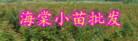 云南海棠小苗價格多少錢一棵？
