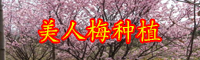 云南落葉小喬木美人梅小苗價格多少錢一棵？