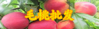毛桃苗出售價格_毛桃苗批發(fā)基地介紹
