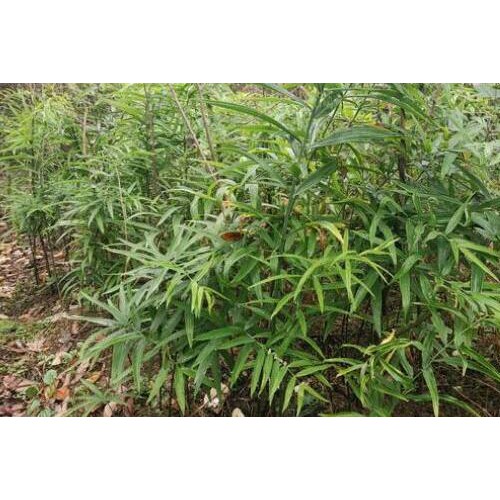 黃精的銷售市場價格多少？作用和功效忌諱有什么？