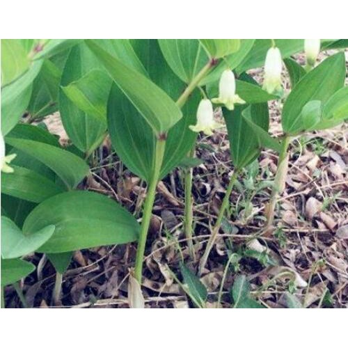 黃精栽種一畝項(xiàng)目投資是多少成本費(fèi)？種植前景怎樣？