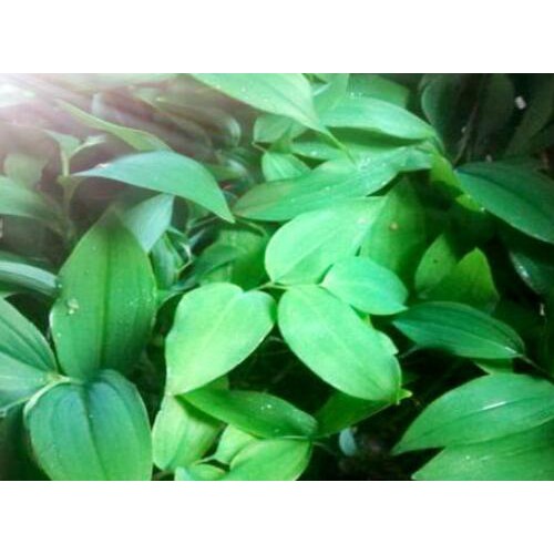 中藥材黃精種植前景怎樣？附經濟收益參照