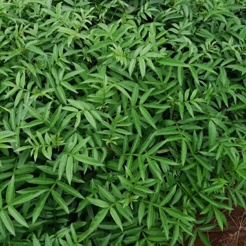 花椒樹為何不種家中？2019年種這三個(gè)種類掙錢！
