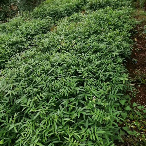 花椒種子何時獲得？解決方法是啥？
