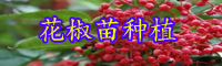 “香辛調味品”青花椒如何種？栽種經濟效益如何？
