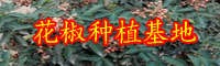 花椒的作用與功效有什么？花椒水能夠治痔瘡嗎？會造成負作用嗎？（附服用忌諱）