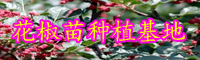 “蕓香科”花椒樹有哪些病害？病發病癥是啥？預防方式有什么？