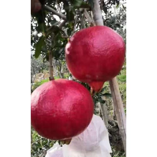 石榴籽能吃嗎？如何吃？有什么作用及功效？