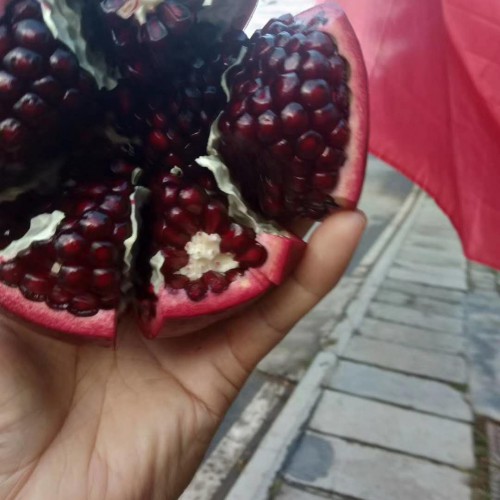 哥斯達(dá)黎加、紅吉祥如意軟籽石榴果苗要多少錢(qián)一顆？
