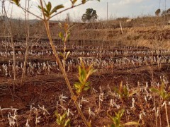 番石榴價錢大約多少錢一斤？附石榴樹的種植技術圖3