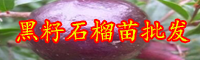 石榴一般何時完善？怎樣上肥？石榴批發銷售