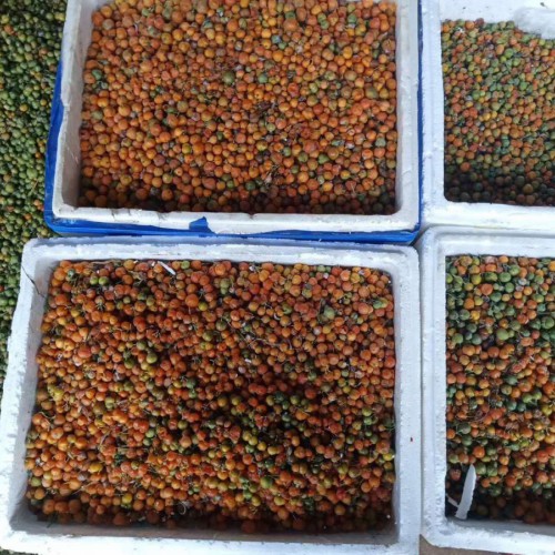 中藥材黃精價錢為是多少？它的作用與功效是啥？
