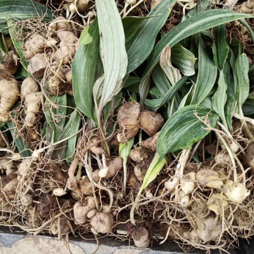 黃精的銷售市場價格多少？泡茶喝的作用有什么？