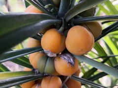 黃精價(jià)錢多少錢一斤？種植前景和經(jīng)濟(jì)效益如何？圖3