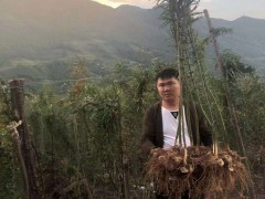 黃精栽種一畝項目投資是多少成本費？種植前景怎樣？圖2