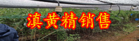 中藥材黃精種子價錢多少錢一斤？栽培技術(shù)關(guān)鍵點(diǎn)詳細(xì)介紹！