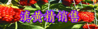 黃精栽種一畝項目投資是多少成本費？種植前景怎樣？