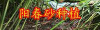 砂仁價格行情多少錢一斤？栽種兩年盈利？1畝能產是多少斤？