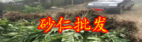 提升砂仁生產量的種植技術_陽春砂仁種植批發報價中心
