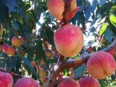 早熟品種桃資料大全#冬桃種植技術(shù)病害專家咨詢圖1