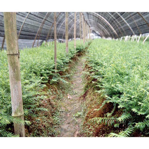 花球石楠云南苗圃供應商/昆明花球石楠批發廠家