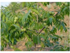 今年核桃苗多少錢一株？清香\香玲\遼核1號(hào)\8518核桃苗怎么樣?圖3