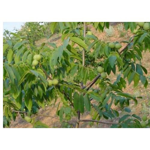 美國山核桃苗多少錢一棵？