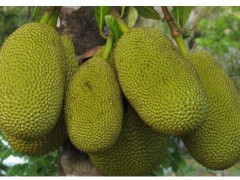 產(chǎn)區(qū)菠蘿蜜哪里多？功效與作用怎么樣？圖3
