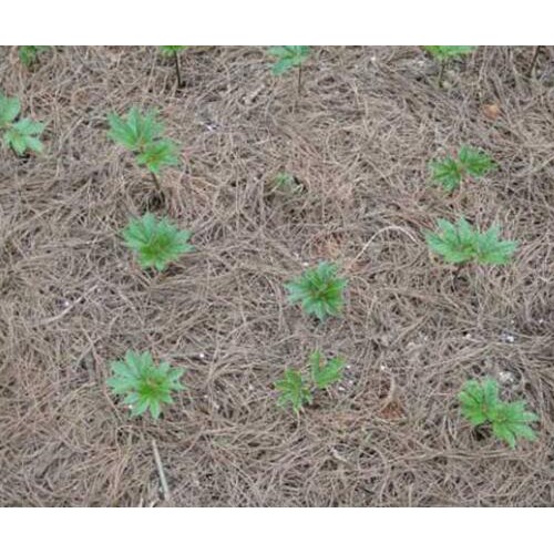 三七花價(jià)格_云南文山三七花走銷(xiāo)不快_三七花二年花價(jià)格