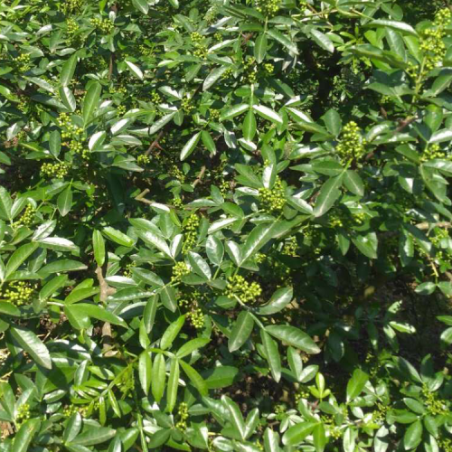 現(xiàn)在青花椒價(jià)格新行情怎么樣？青花椒哪里比較多,紅花椒主要產(chǎn)地